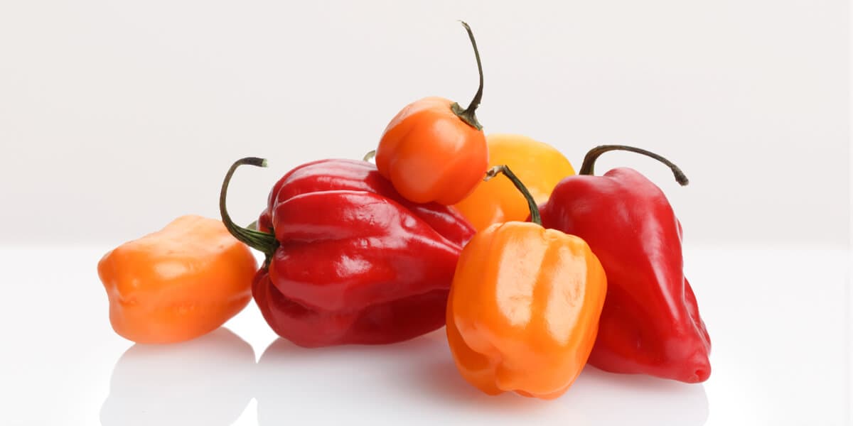 Habanero Peppers