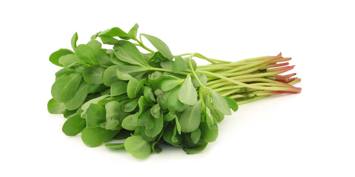 Purslane