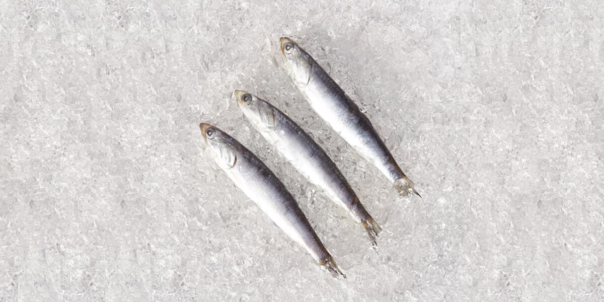 Anchovies
