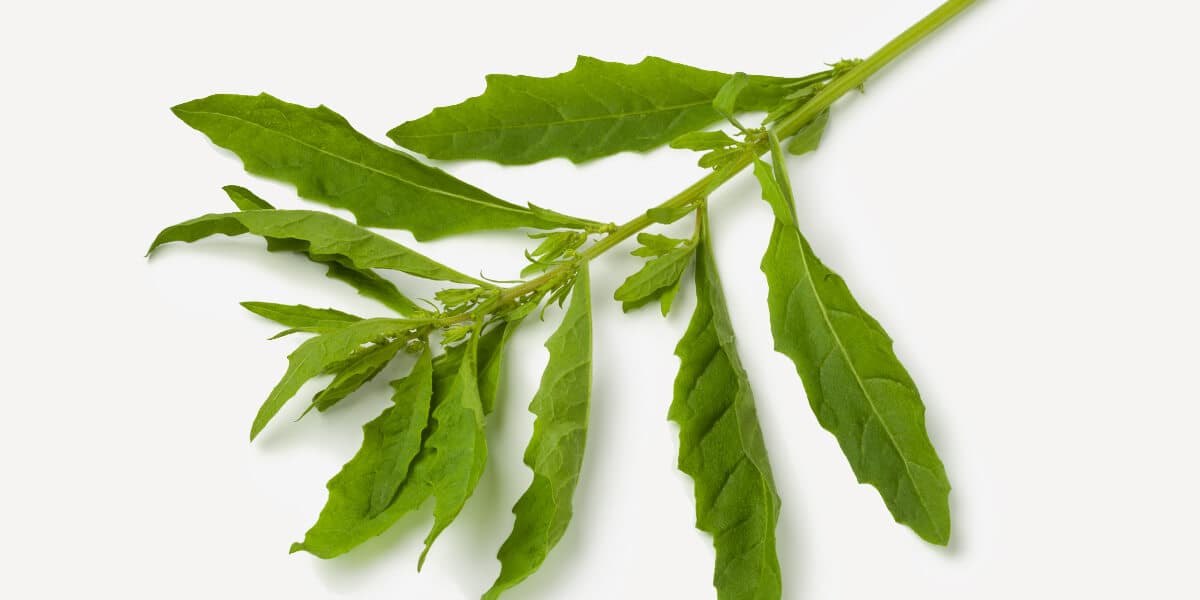 Epazote