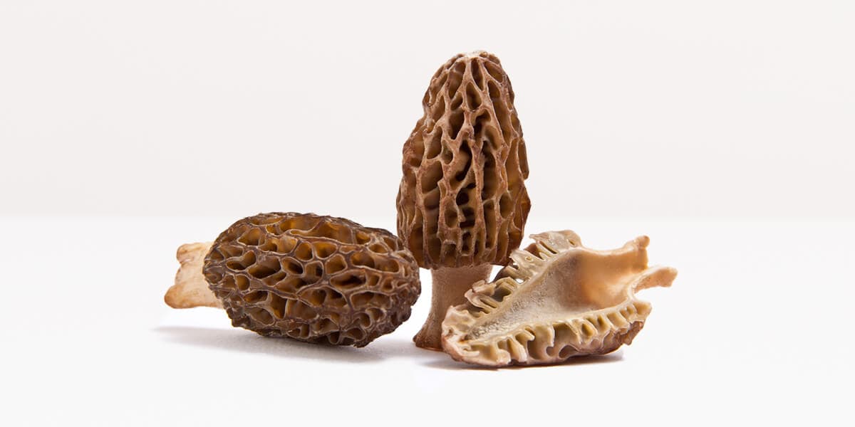 Morel Mushroom