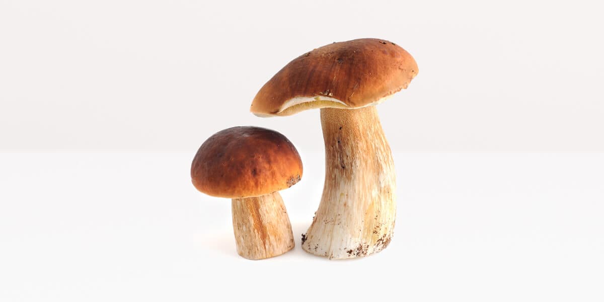 Porcini Mushrooms