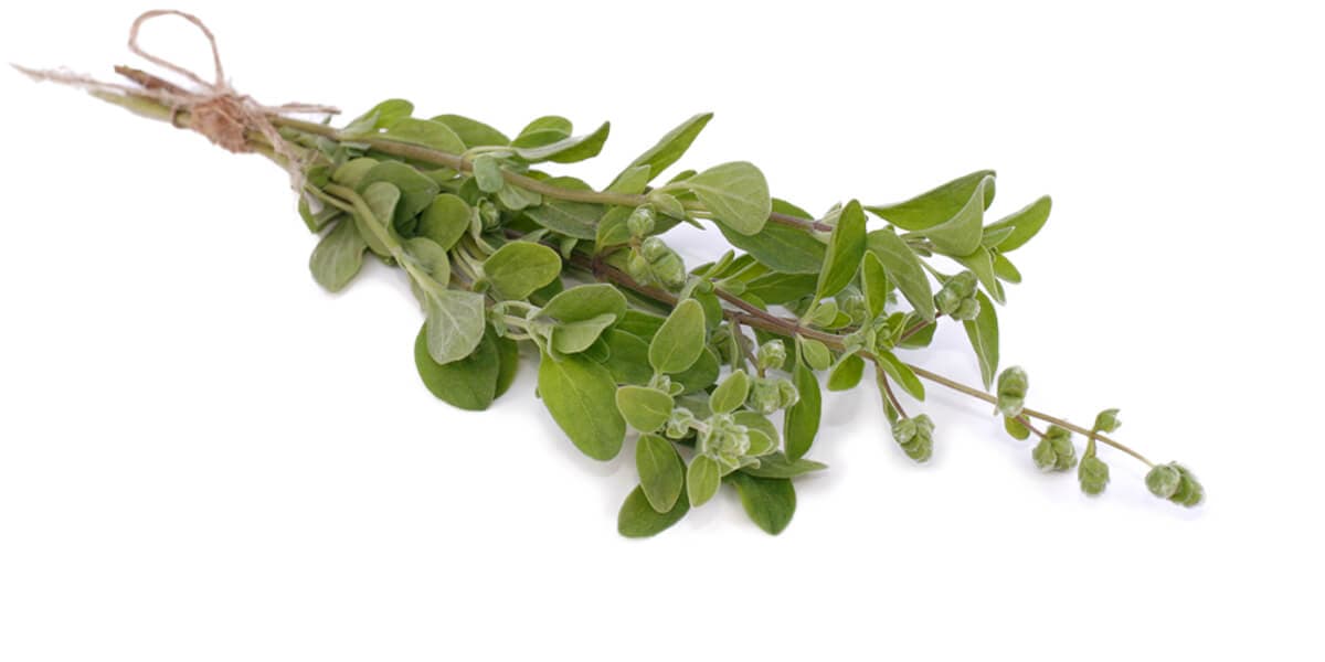 Marjoram