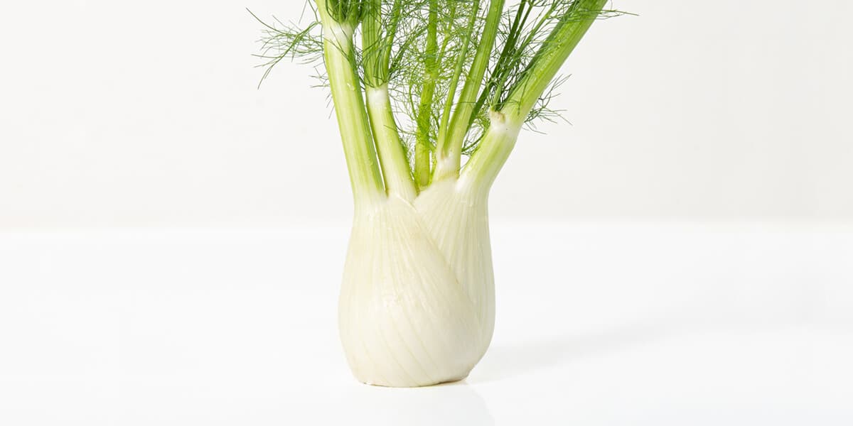Fennel Bulb